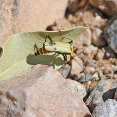 Chauliognathus misellus