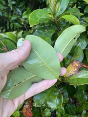 Quintinia sieberi