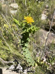 Berkheya cruciata