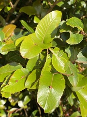 Nothofagus moorei