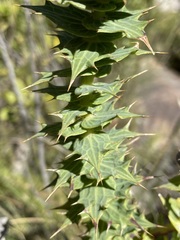 Berkheya cruciata