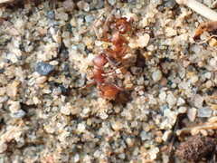 Manica