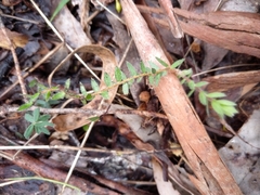 Acrotriche prostrata