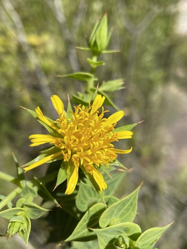 Image of Berkheya cruciata by (c) Matt Berger, some rights reserved (CC BY)