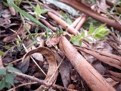 Acrotriche prostrata