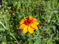 Eulithosia miaiphona