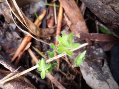 Acrotriche prostrata