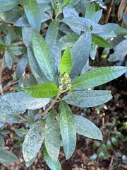 Olearia elliptica