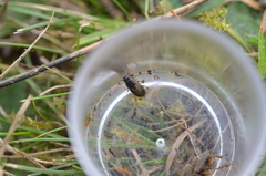 Melinopterus consputus