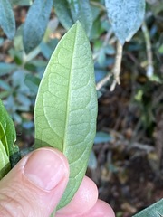 Olearia elliptica