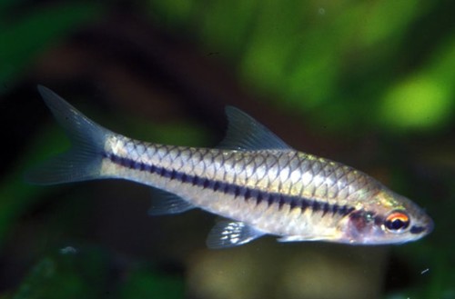 Westafrikaanse barbeel (Enteromius ablabes) — Cyprinidae
