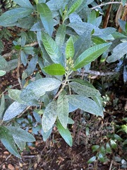 Olearia elliptica
