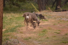 Odocoileus hemionus inyoensis