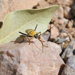 Chauliognathus misellus