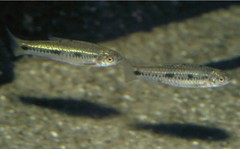 Enteromius macinensis