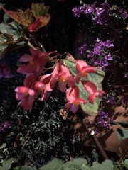 Begonia lucerna