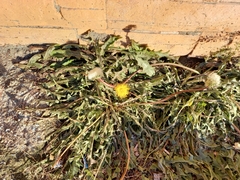 Taraxacum ceratophorum