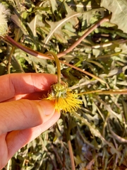 Taraxacum ceratophorum
