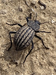 Philolithus sordidus