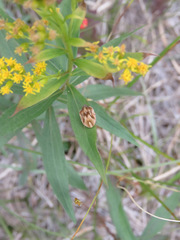 Homaemus aeneifrons