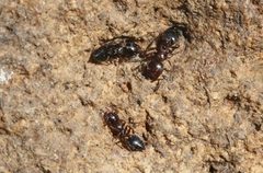 Crematogaster emeryana