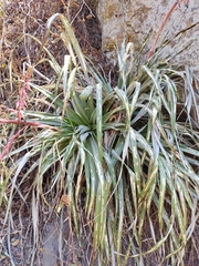 Puya spathacea