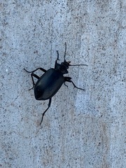 Calosoma