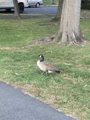Branta canadensis