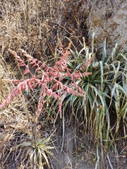 Puya spathacea
