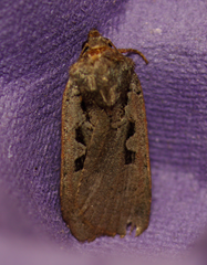 Parabagrotis insularis