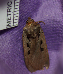 Parabagrotis insularis