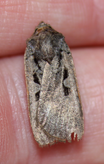 Parabagrotis insularis
