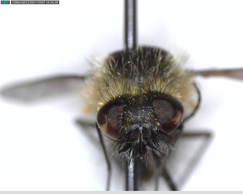 iNaturalist observation photo of Woolly Bee Flies