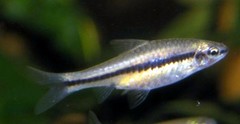 Enteromius punctitaeniatus