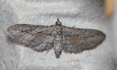 Eupithecia placidata