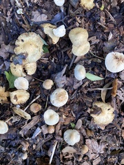 Agrocybe rivulosa