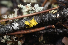 Vulpicida canadensis