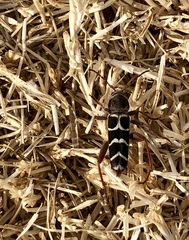 Neoclytus caprea