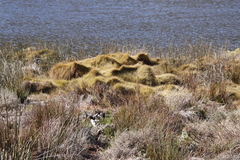 Anthochortus crinalis