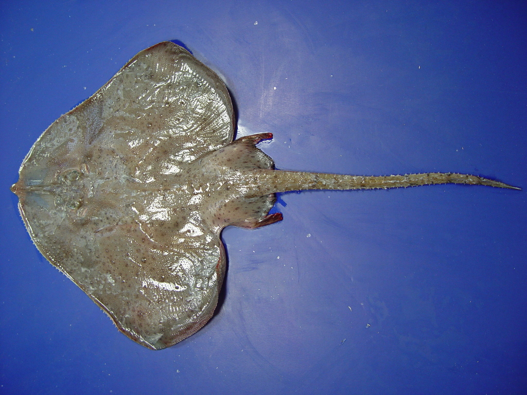 Spinose Skate