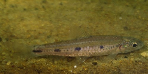 Striped African barb (Enteromius sublineatus) — Cyprinidae — 4
