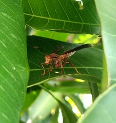 Polistes mexicanus