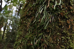 Haplopteris ensiformis