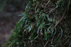 Haplopteris ensiformis