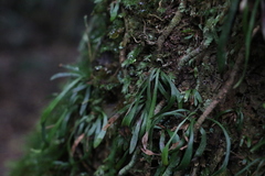 Haplopteris ensiformis