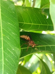Polistes mexicanus
