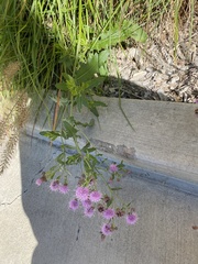 Cirsium arvense