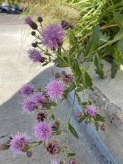 Cirsium arvense