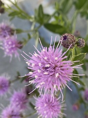 Cirsium arvense