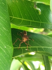Polistes mexicanus